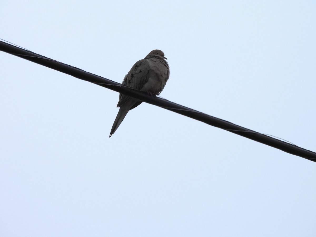 Mourning Dove - ML615652820