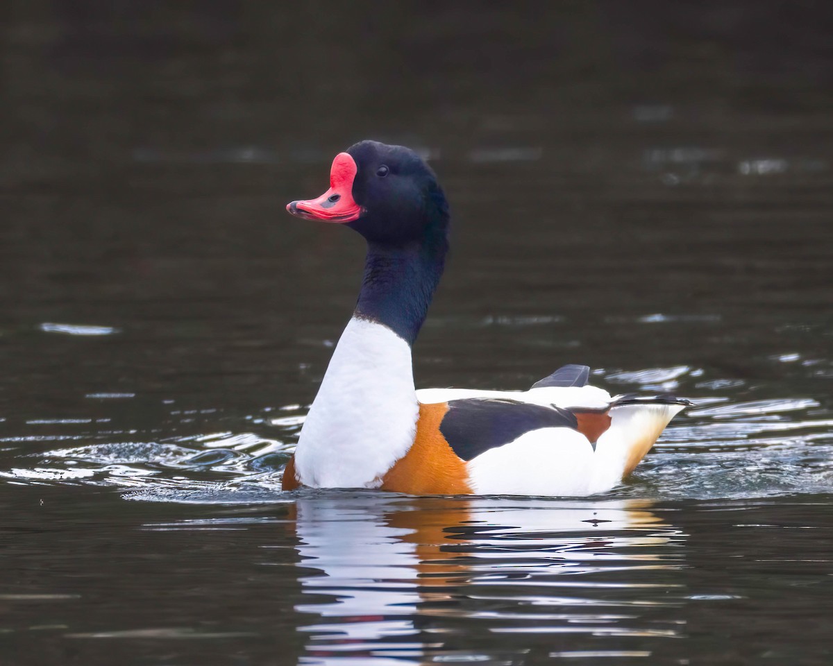 Common Shelduck - ML615652823