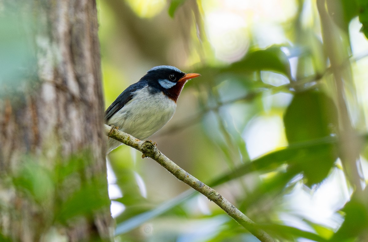 Chestnut-throated Flycatcher - ML615652838