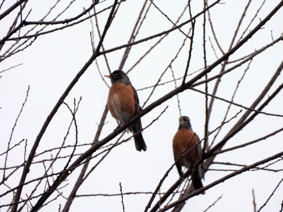 American Robin - ML615652848