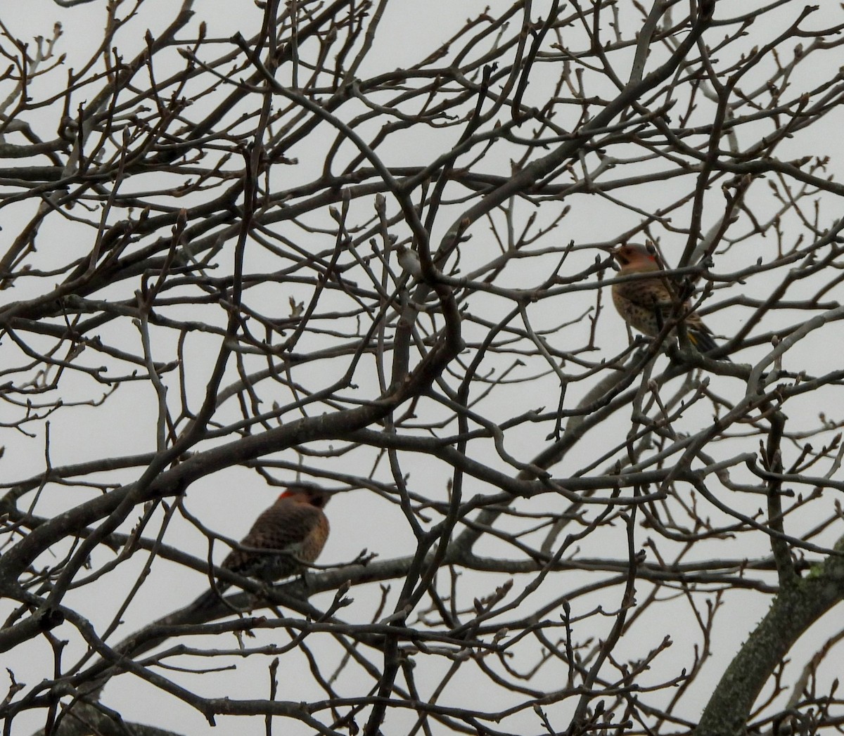 Northern Flicker - ML615652872