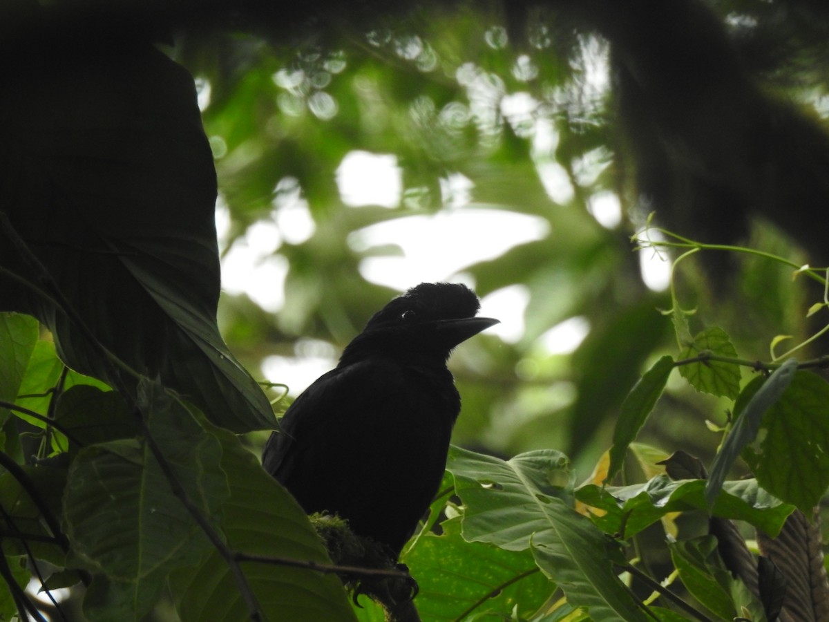 Long-wattled Umbrellabird - ML615652953