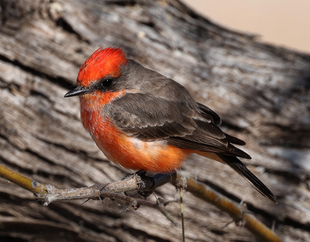 Vermilion Flycatcher - ML615652968