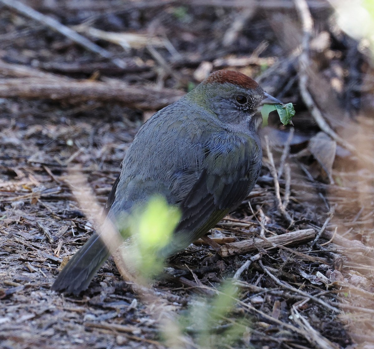 Green-tailed Towhee - ML615652977