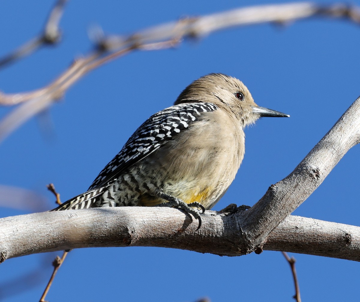 Gila Woodpecker - ML615652993