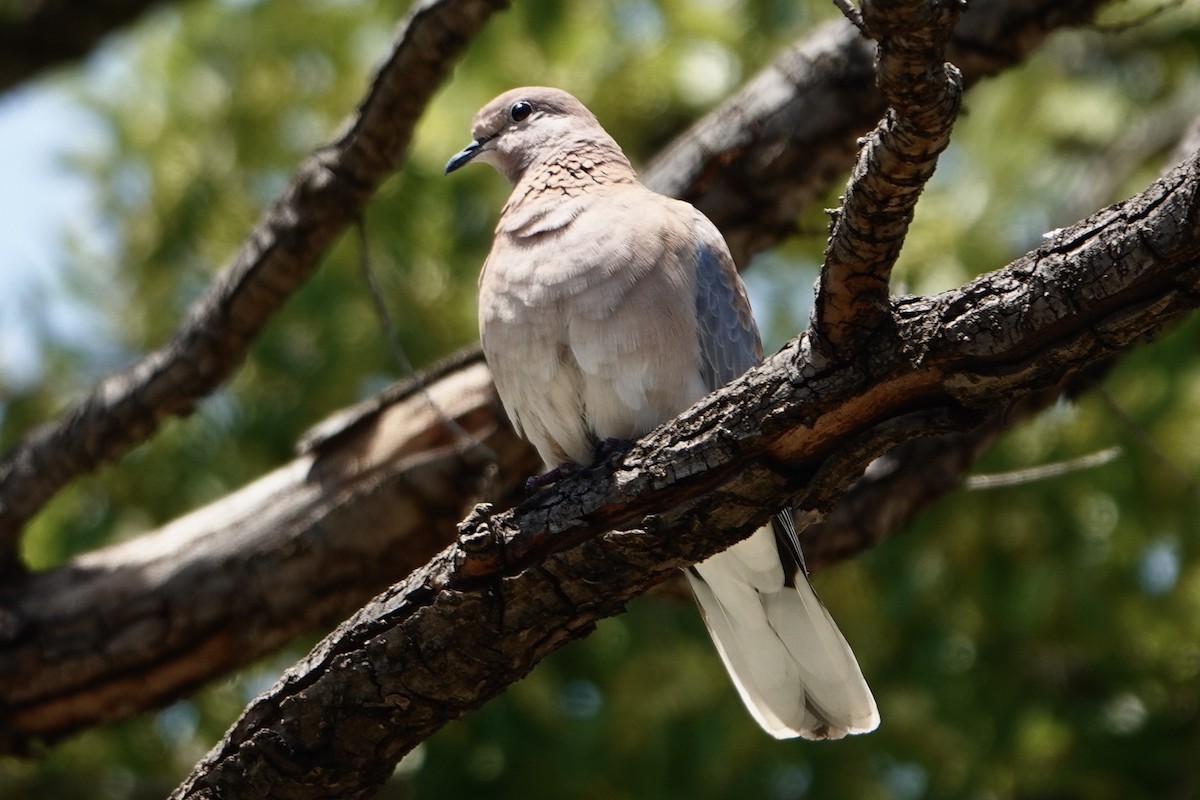 Laughing Dove - ML615652998