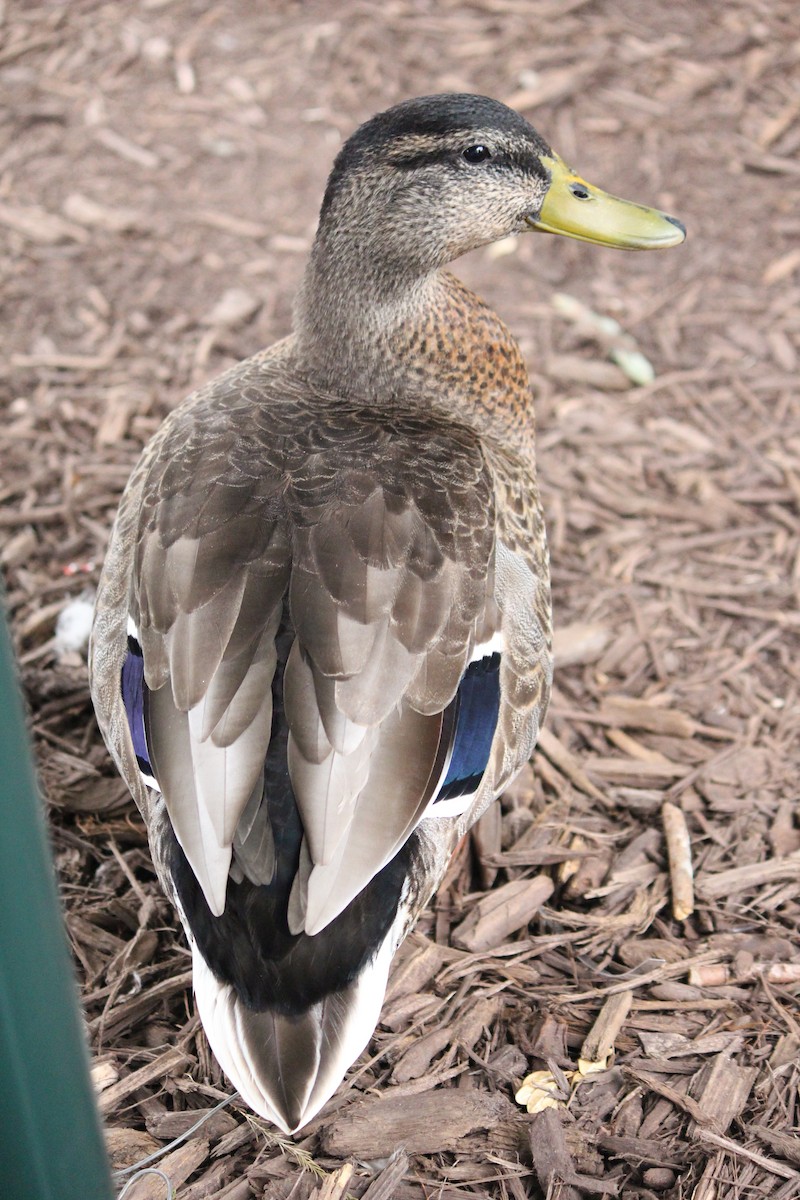 Canard colvert - ML615652999