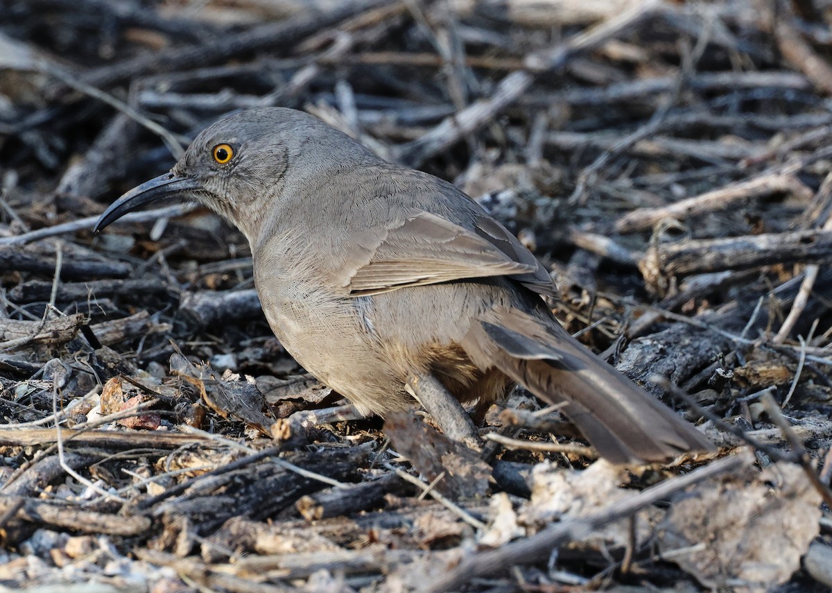 Curve-billed Thrasher - ML615653009