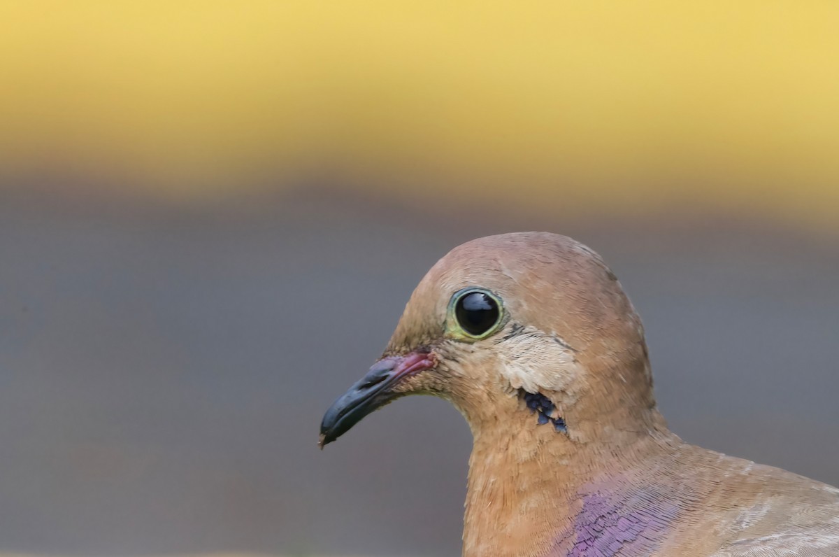 Zenaida Dove - ML615653012