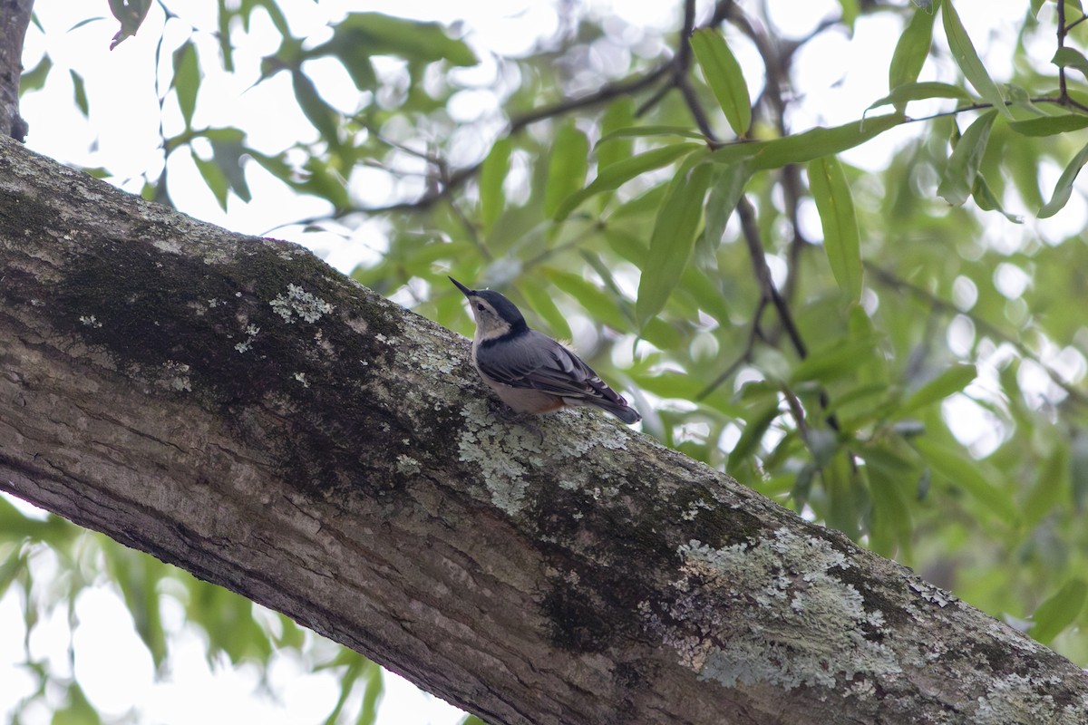 White-breasted Nuthatch - Liz Jones