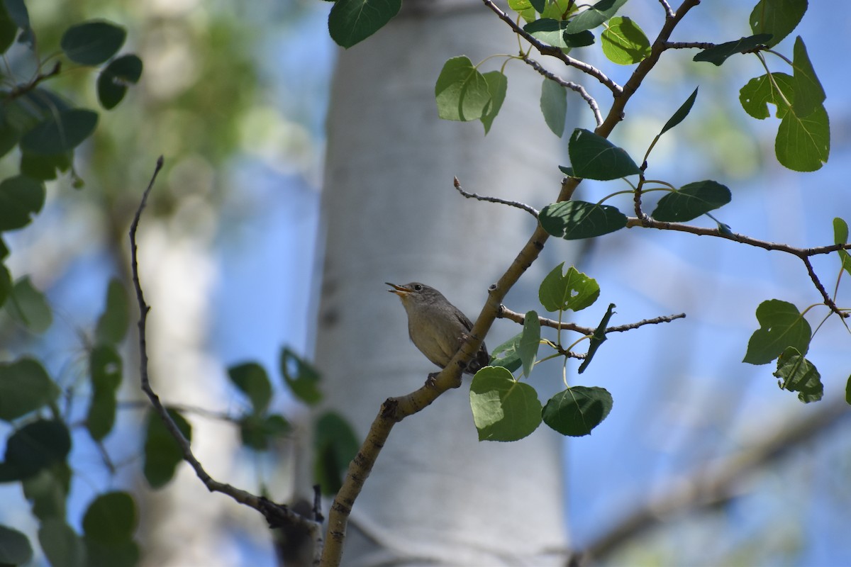 Rock Wren - ML615653019