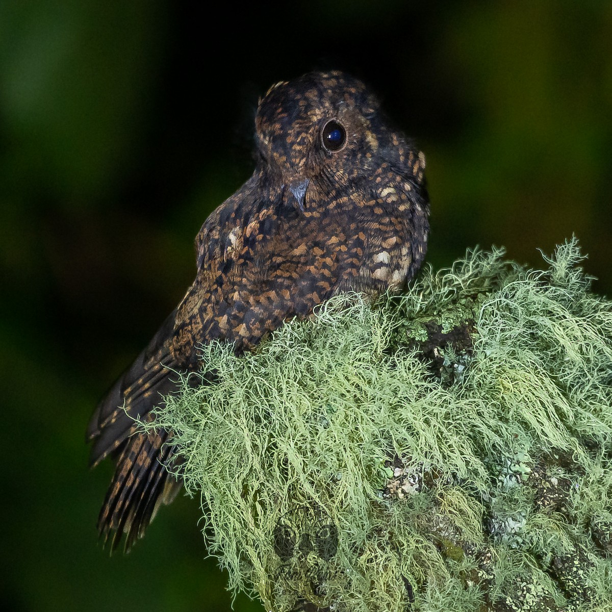 Dusky Nightjar - ML615653025