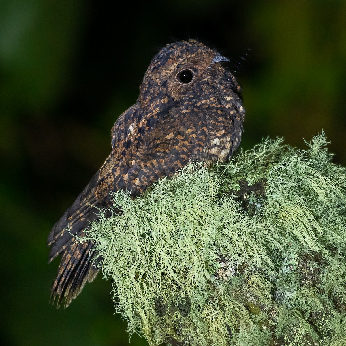 Dusky Nightjar - ML615653026