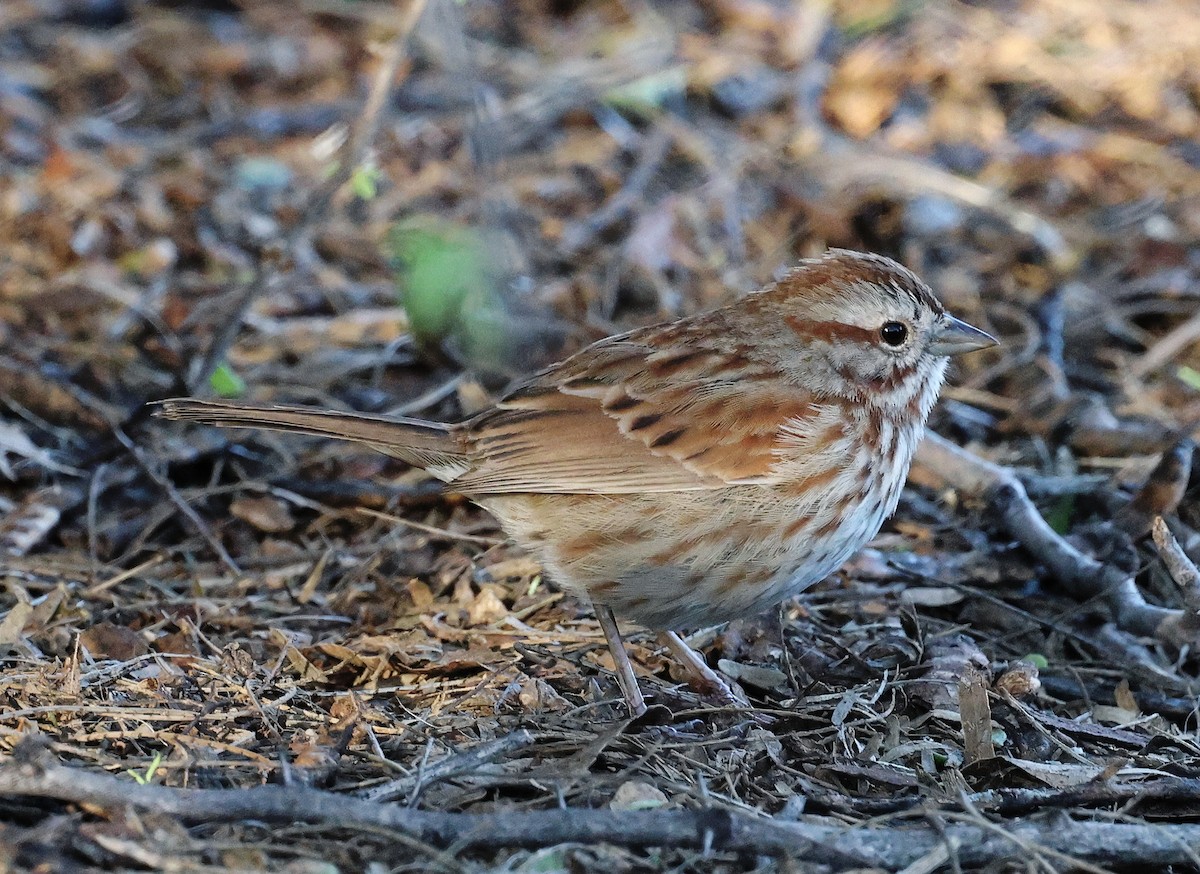 Song Sparrow - ML615653028