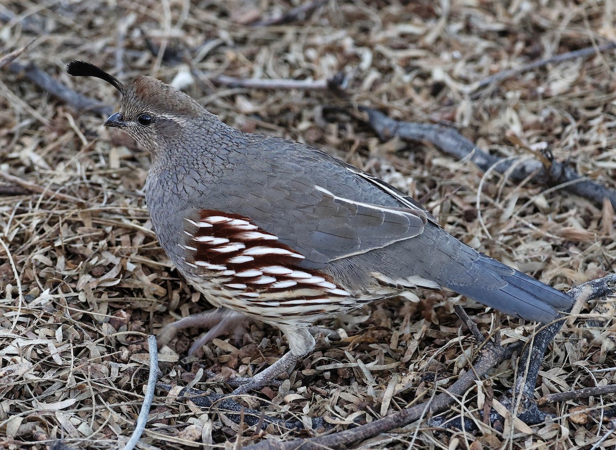 Gambel's Quail - ML615653039