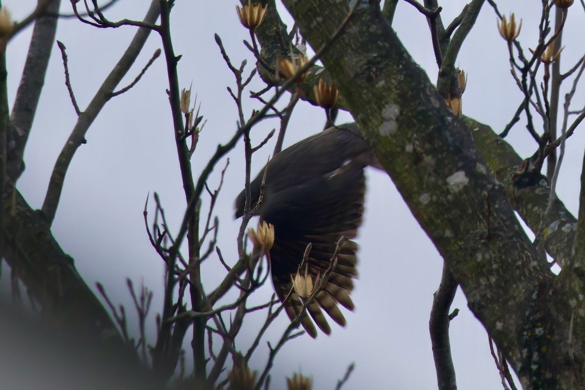 Sharp-shinned Hawk - ML615653049