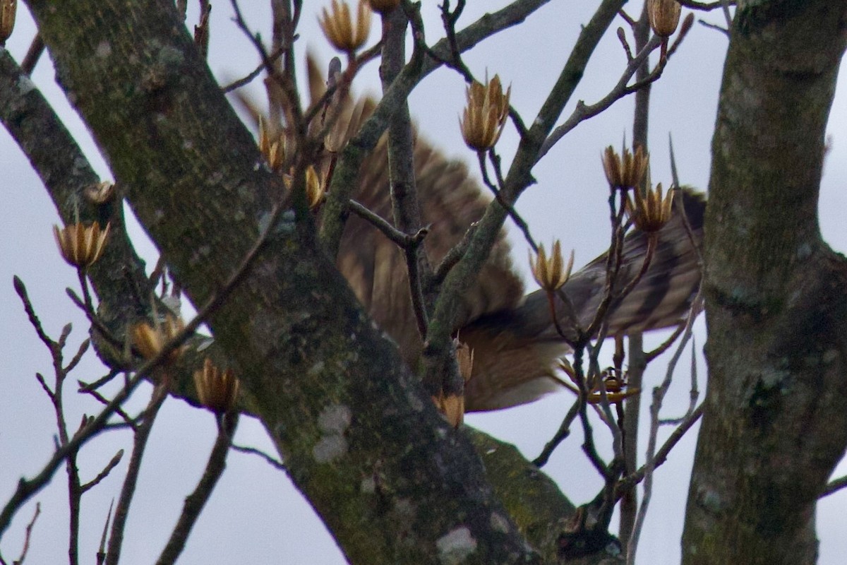 Sharp-shinned Hawk - ML615653050