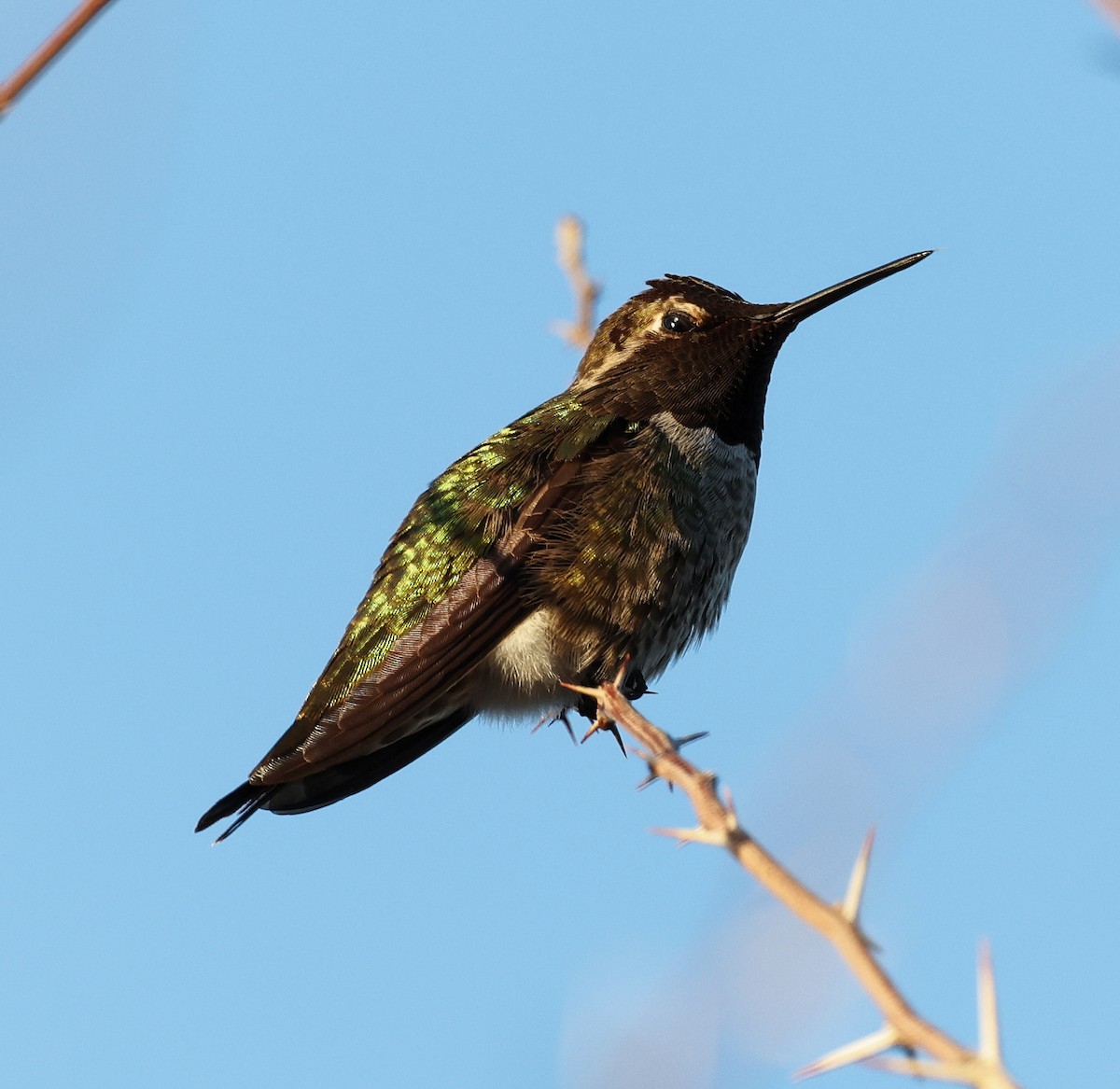 Anna's Hummingbird - ML615653060