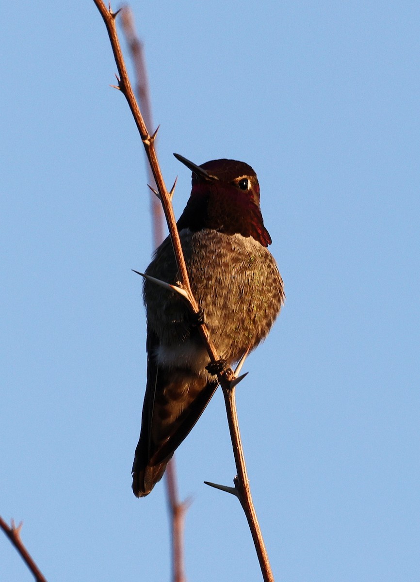 Anna's Hummingbird - ML615653066