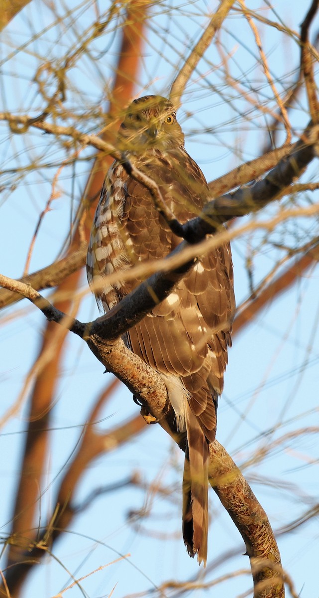 Cooper's Hawk - ML615653076