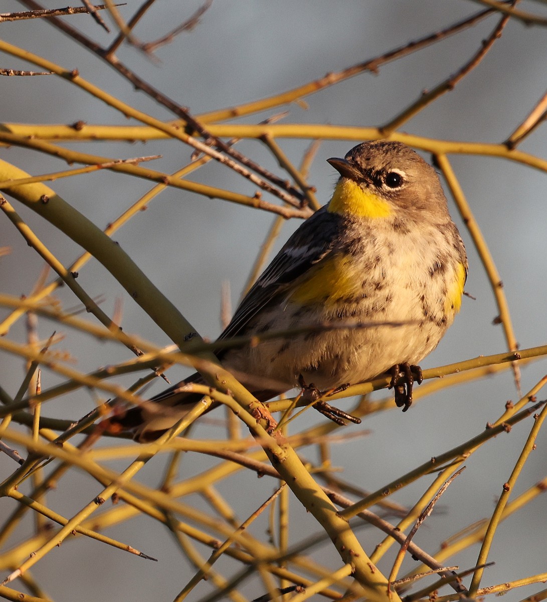 Yellow-rumped Warbler - ML615653092