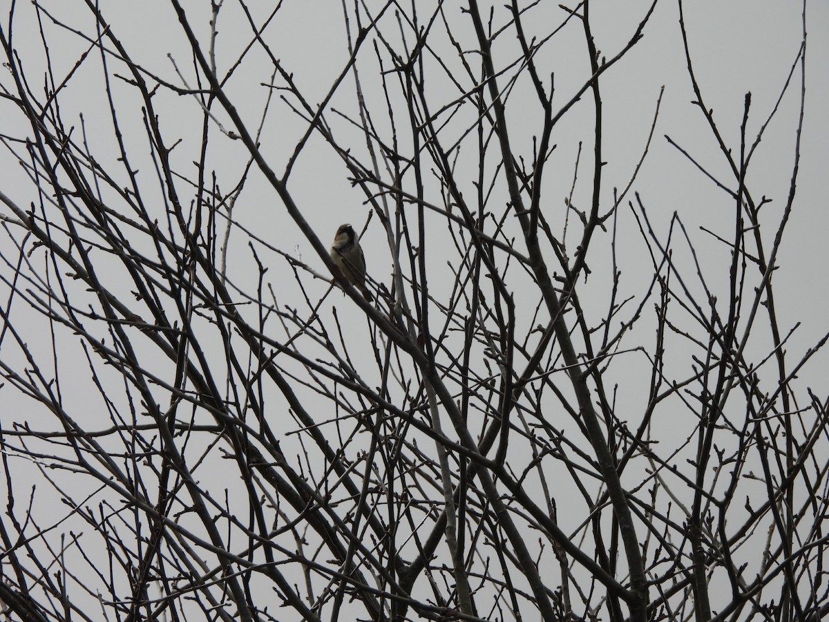 House Sparrow - ML615653101