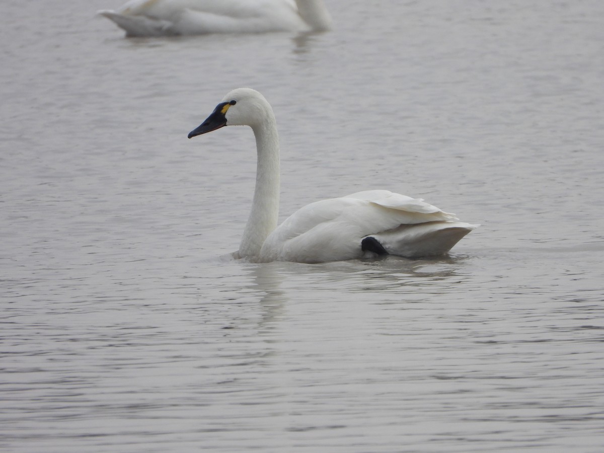 Tundra Swan - Marcie  Jacklin