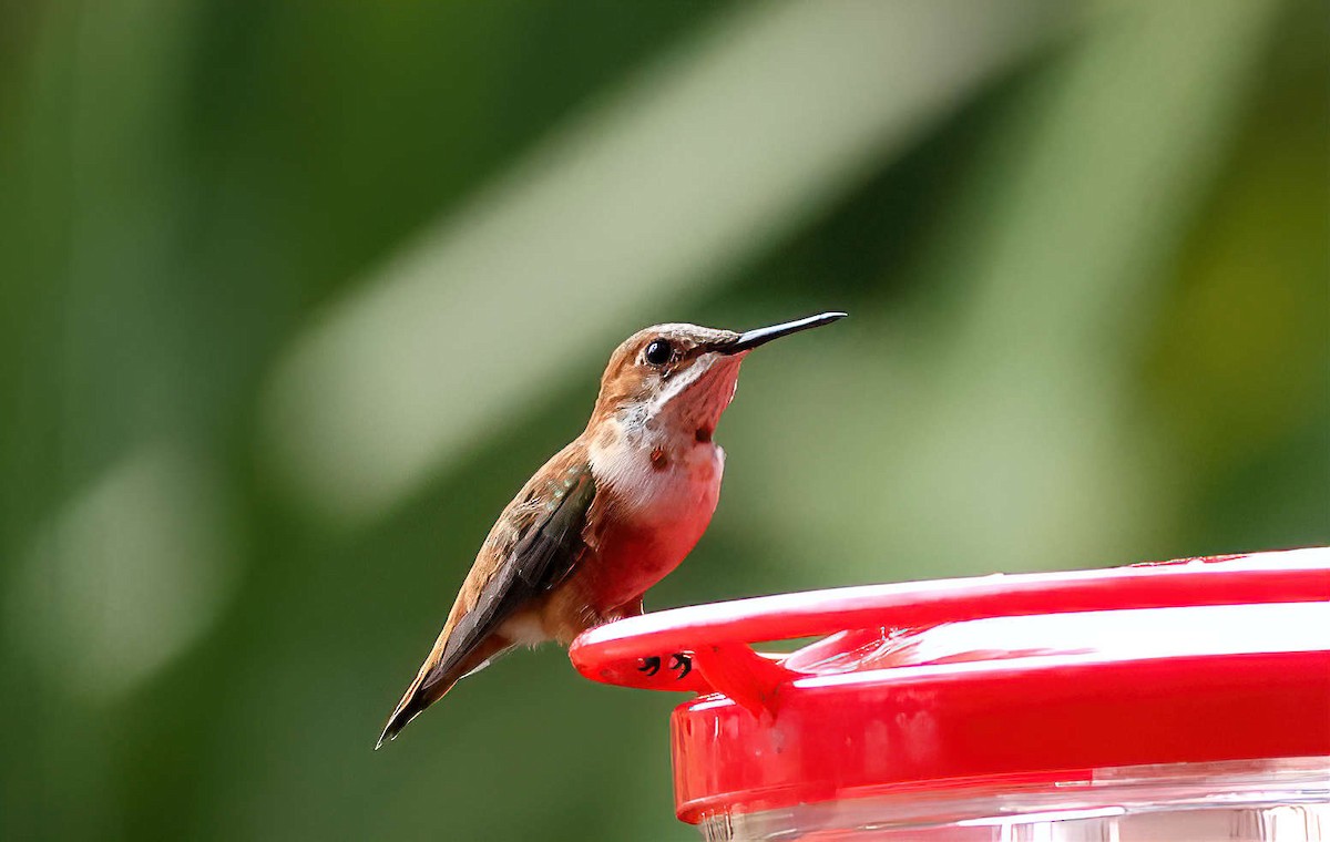 Rufous Hummingbird - ML615653107