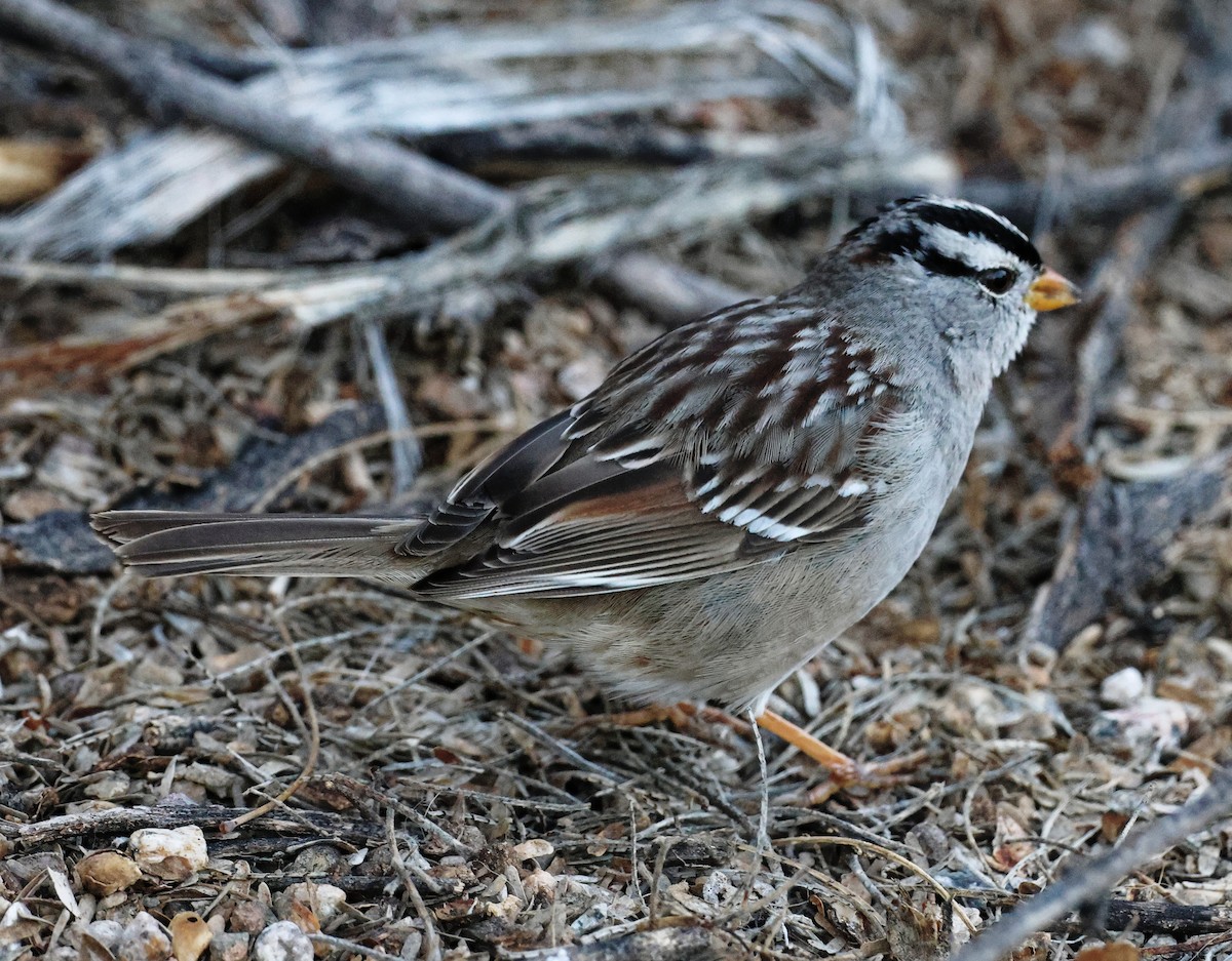White-crowned Sparrow - ML615653108