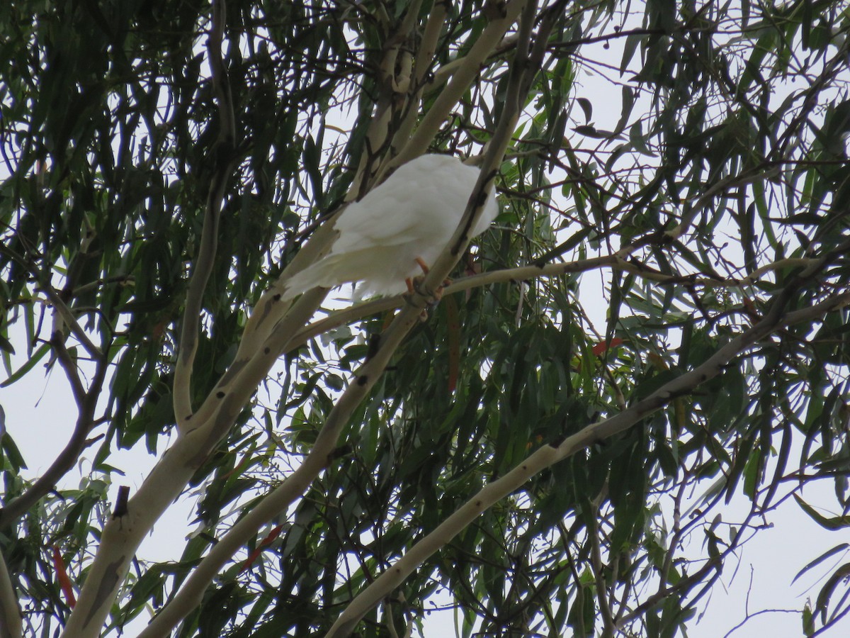 Gray Goshawk - ML615653114