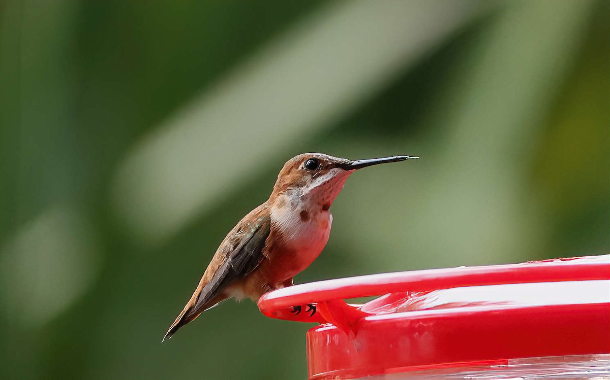 Rufous Hummingbird - ML615653127