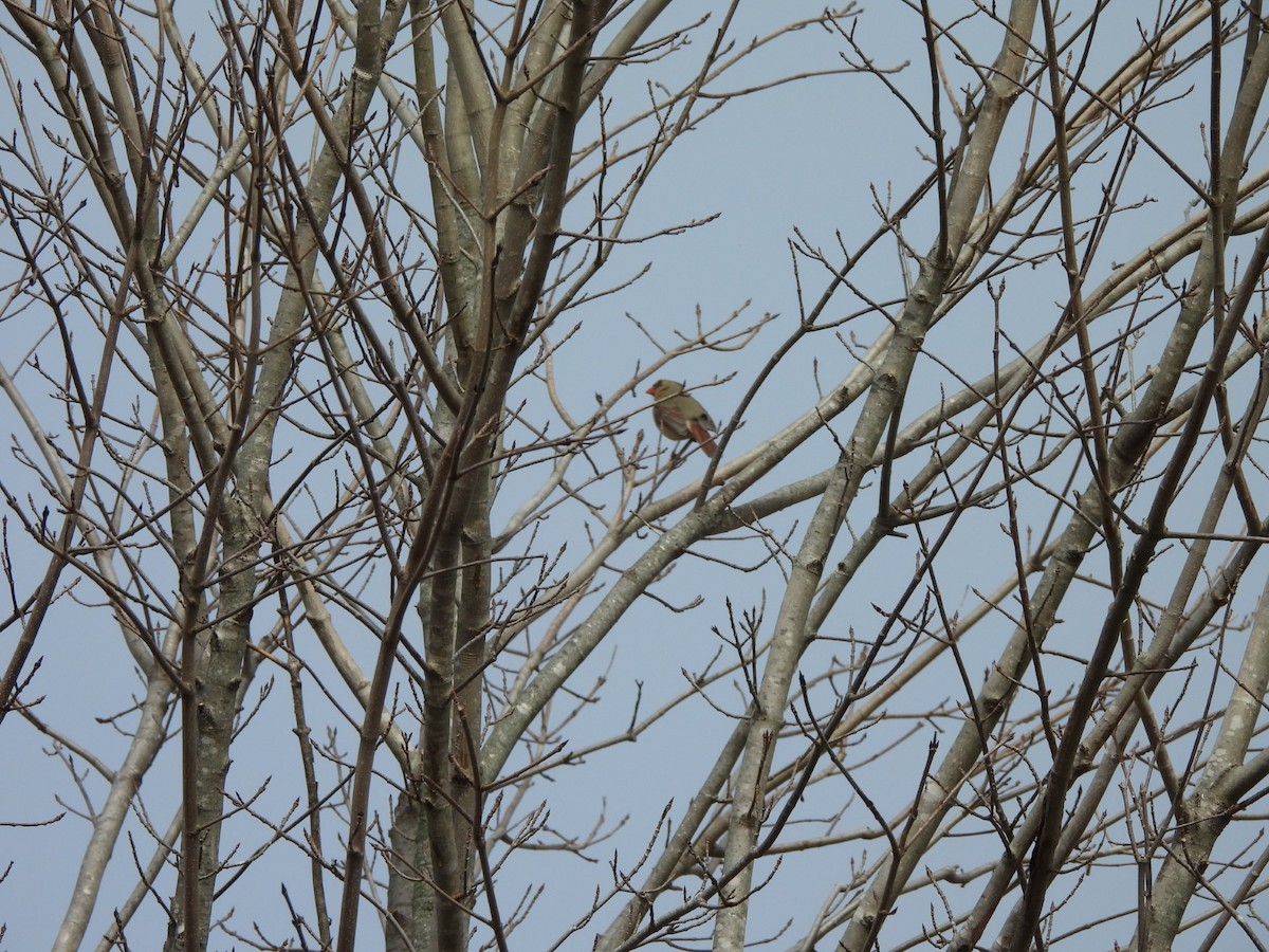 Northern Cardinal - ML615653137