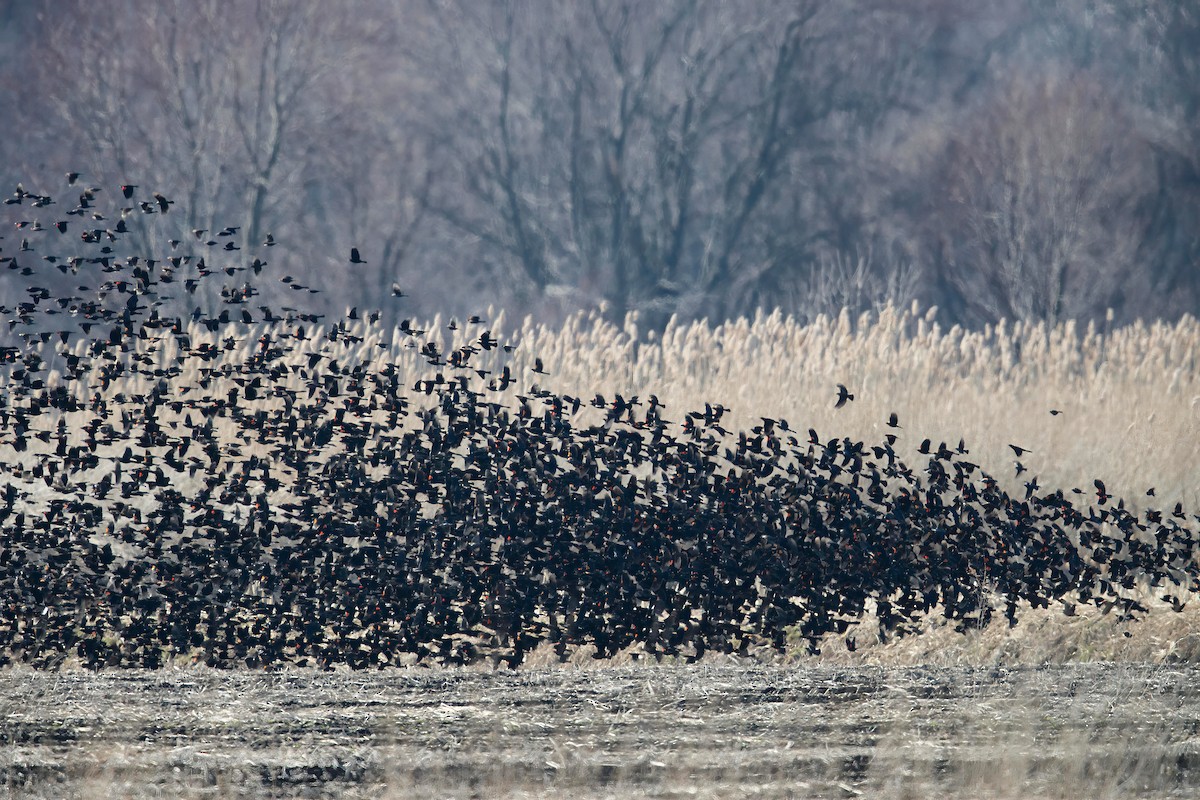 bird sp. - ML615653138