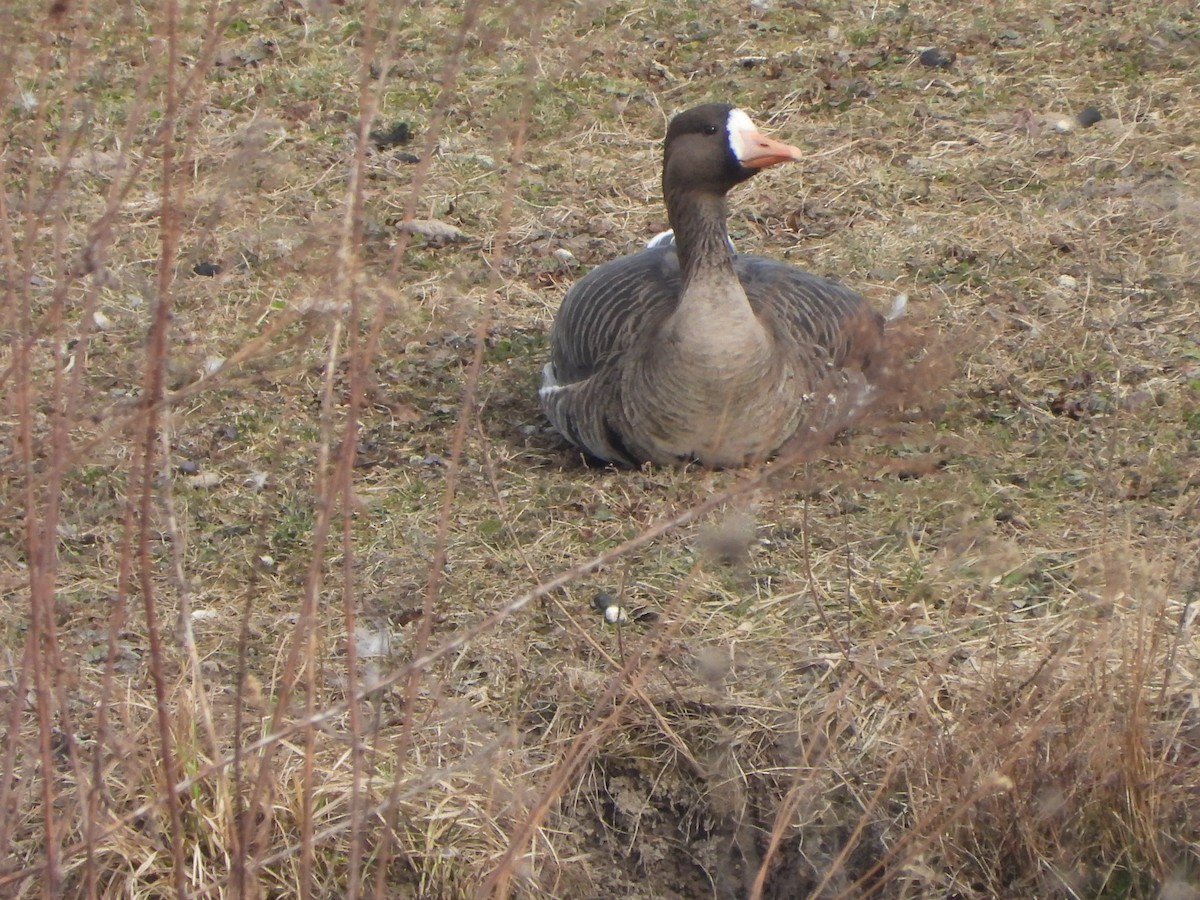 Greater White-fronted Goose - ML615653144