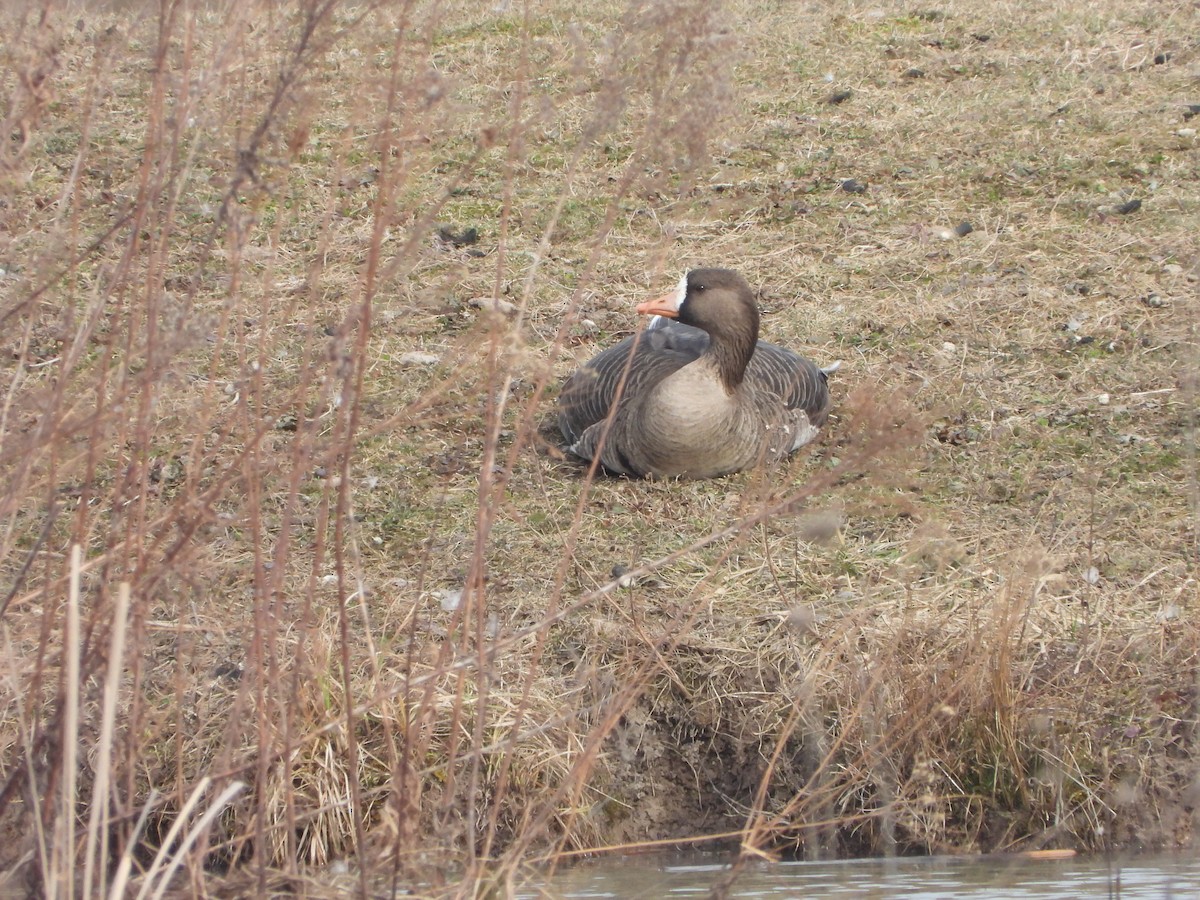 Greater White-fronted Goose - ML615653145