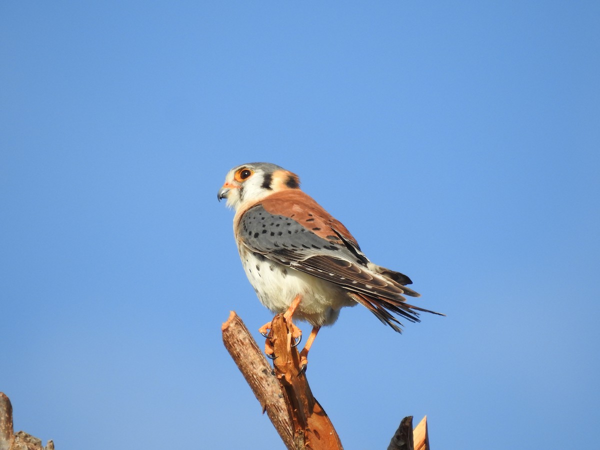 Crécerelle d'Amérique (dominicensis) - ML615653203