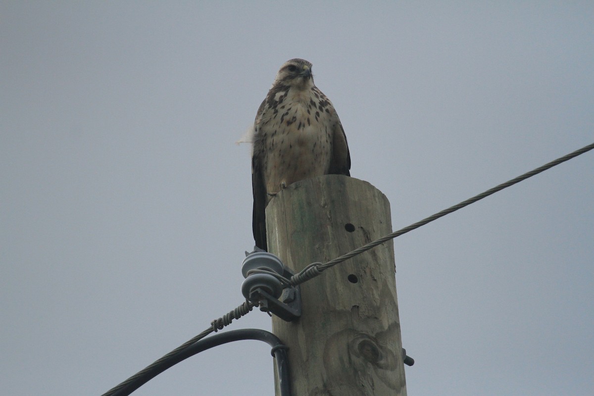 Swainson's Hawk - Esme Rosen