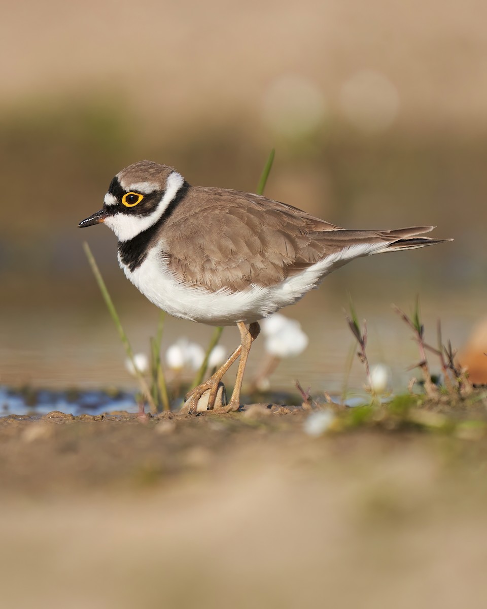 Little Ringed Plover - ML615653308