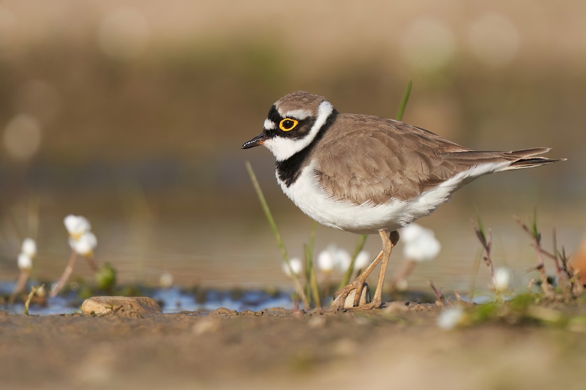 Little Ringed Plover - ML615653309