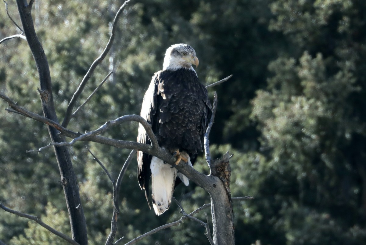 Bald Eagle - ML615653350
