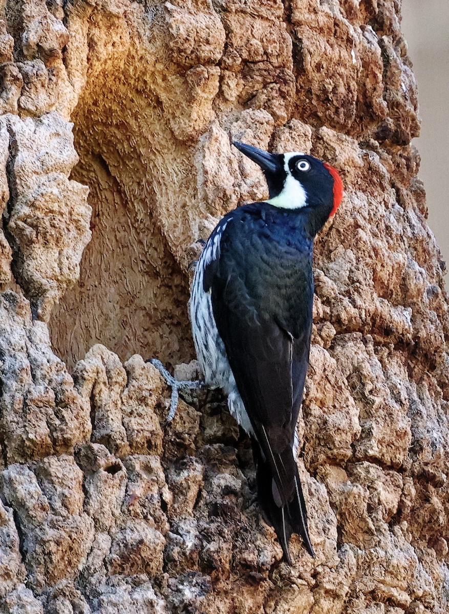 Acorn Woodpecker - ML615653386