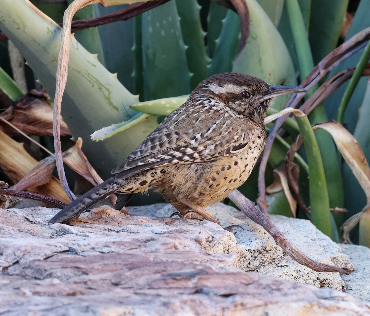 Cactus Wren - ML615653393