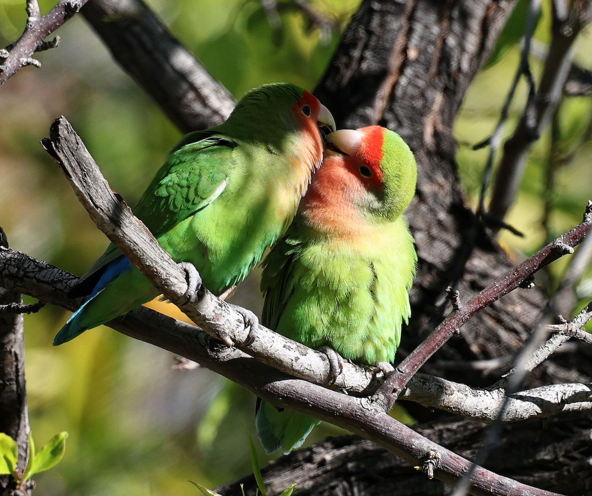 Rosy-faced Lovebird - Michael Matuson