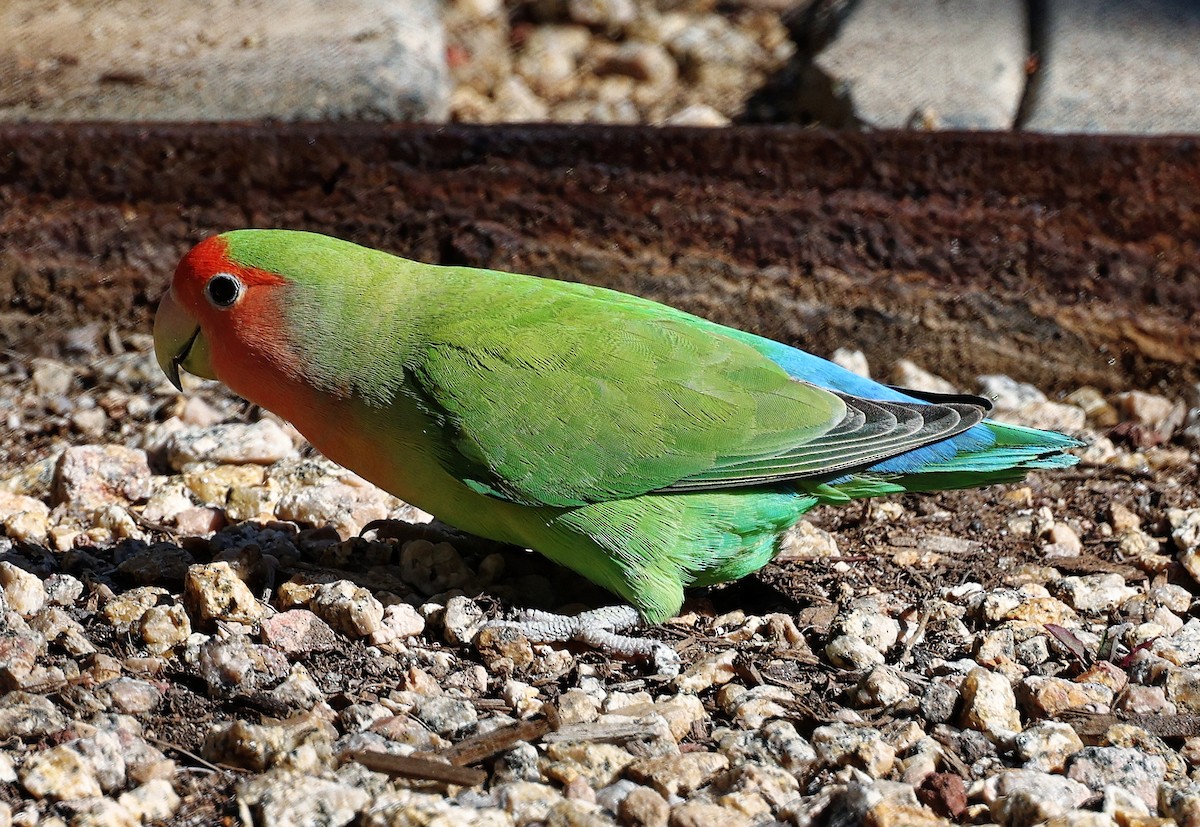 Rosy-faced Lovebird - ML615653412