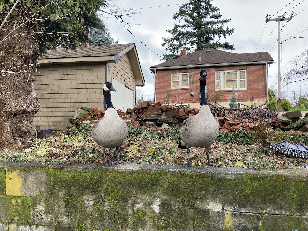 Canada Goose - Jeff Marks