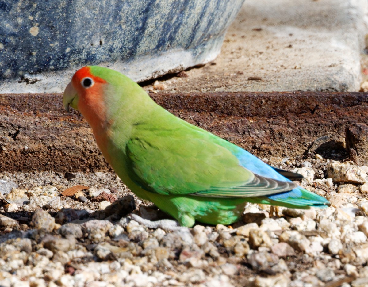 Rosy-faced Lovebird - ML615653429