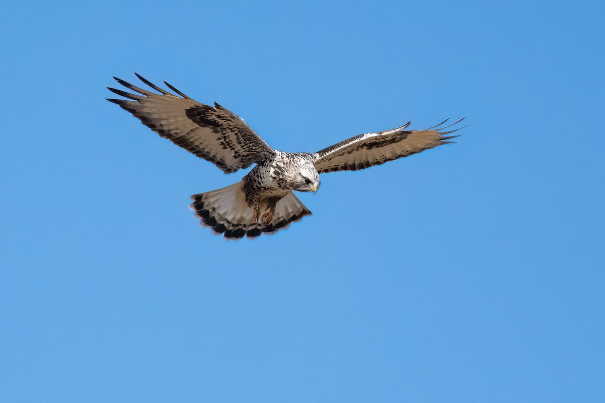 Rough-legged Hawk - Sue Barth