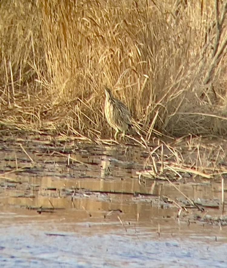 American Bittern - ML615653525