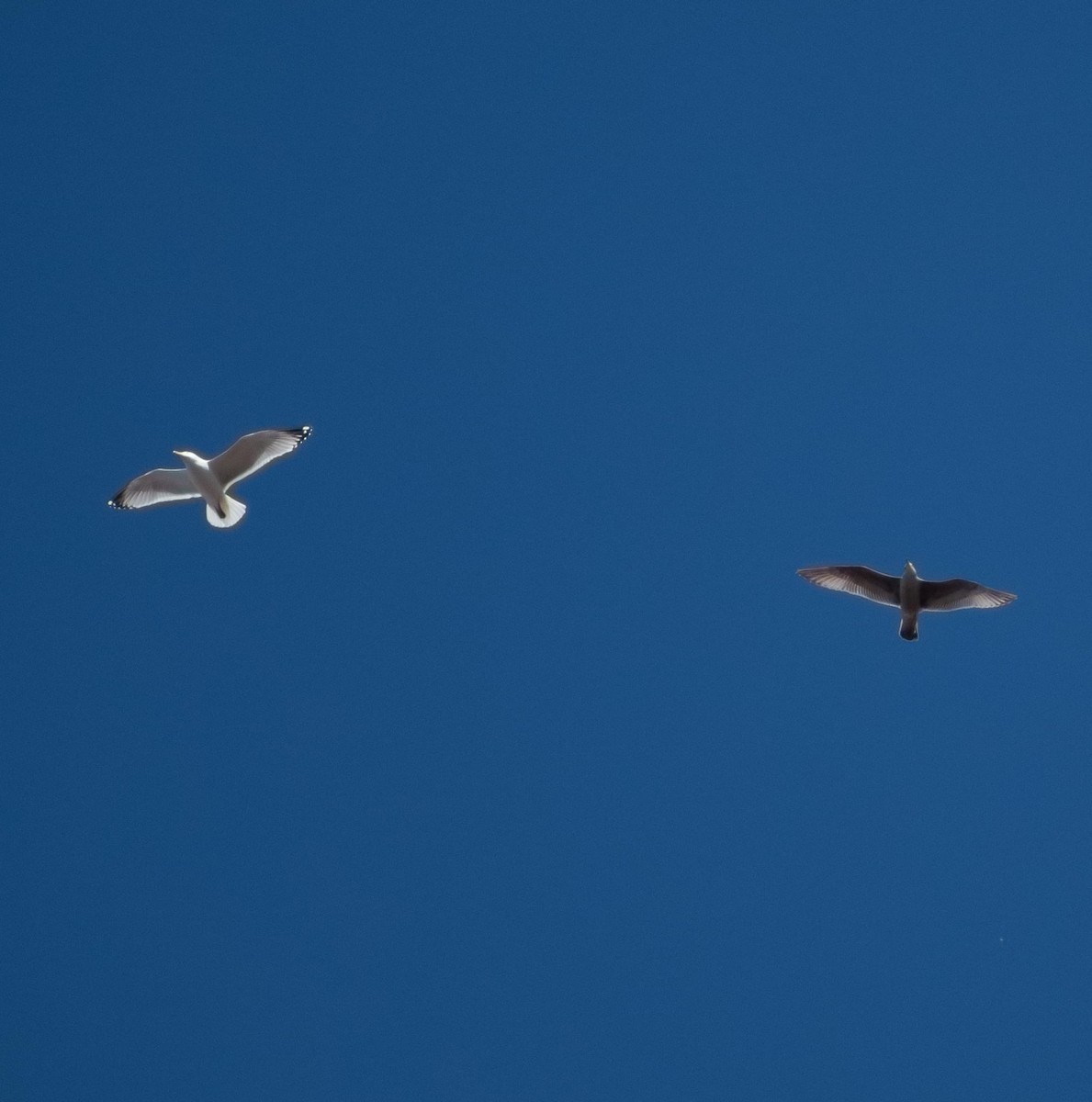 Ring-billed Gull - ML615653533