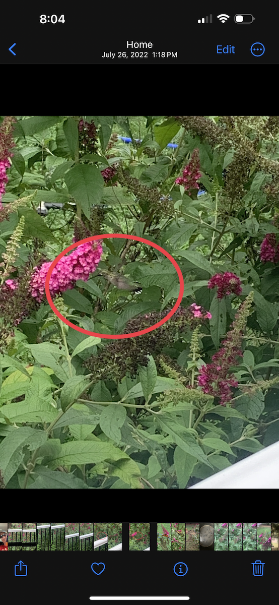 Yakut Boğazlı Kolibri - ML615653547